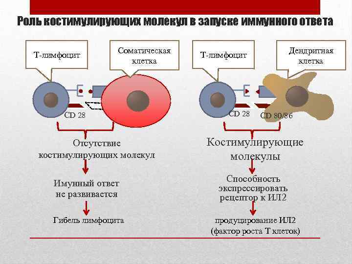 Роль костимулирующих молекул в запуске иммунного ответа Т-лимфоцит Соматическая клетка CD 28 Отсутствие костимулирующих