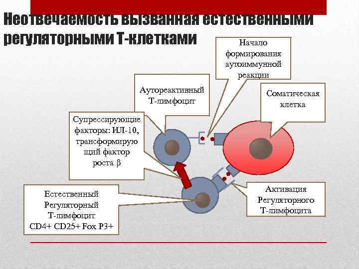 Неотвечаемость вызванная естественными регуляторными Т-клетками Начало формирования аутоиммунной реакции Аутореактивный Т-лимфоцит Соматическая клетка Супрессирующие