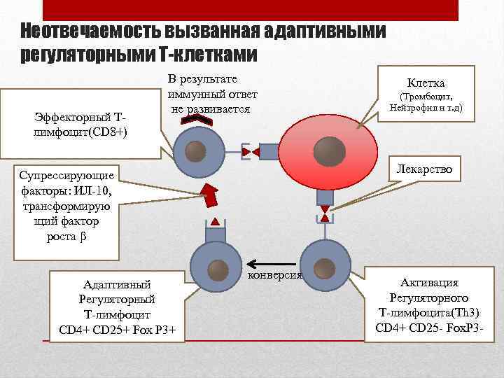 Неотвечаемость вызванная адаптивными регуляторными Т-клетками Эффекторный Тлимфоцит(CD 8+) В результате иммунный ответ не развивается