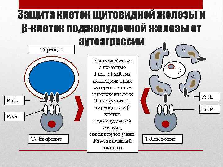 Защита клеток щитовидной железы и β-клеток поджелудочной железы от аутоагрессии α Тиреоцит Fas. L