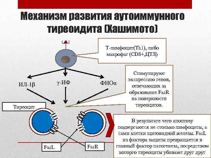 Механизм развития аутоиммунного тиреоидита (Хашимото) Т-лимфоцит(Th 1), либо макрофаг (СD 8+, ЦТЛ) γ-ИФ ИЛ-1β