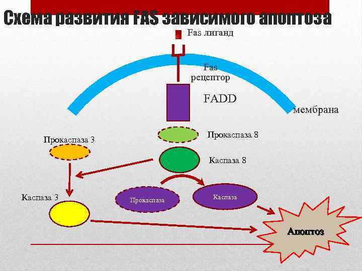 Схема развития FAS зависимого апоптоза Fas лиганд Fas рецептор FADD мембрана Прокаспаза 8 Прокаспаза