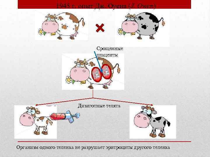  1945 г. опыт Дж. Оуена (J. Owen) Срощенные плаценты Дизиготные телята Организм одного