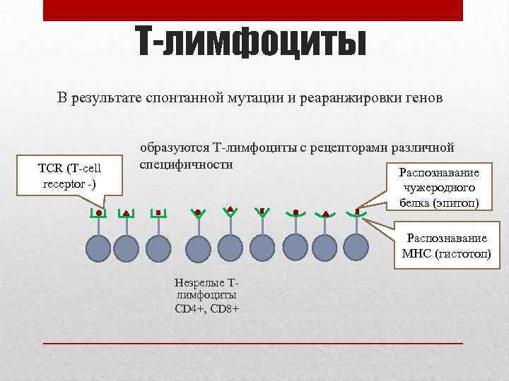 Т-лимфоциты В результате спонтанной мутации и реаранжировки генов TCR (T-cell receptor -) образуются Т-лимфоциты