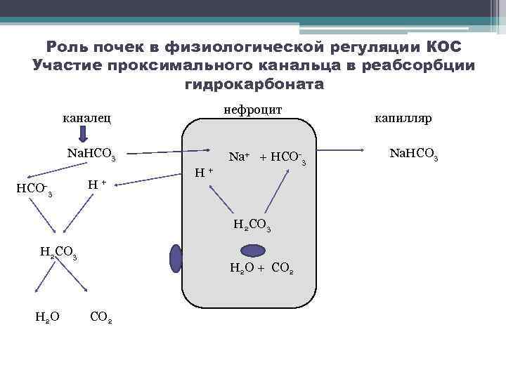 Роль почек в физиологической регуляции КОС Участие проксимального канальца в реабсорбции гидрокарбоната нефроцит каналец