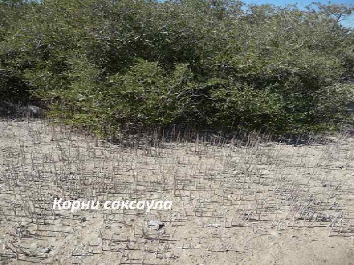 Корни саксаула 