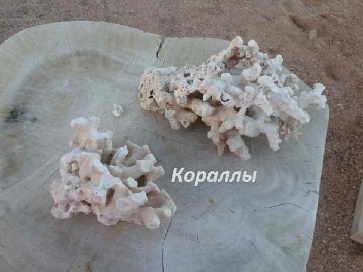 Кораллы 