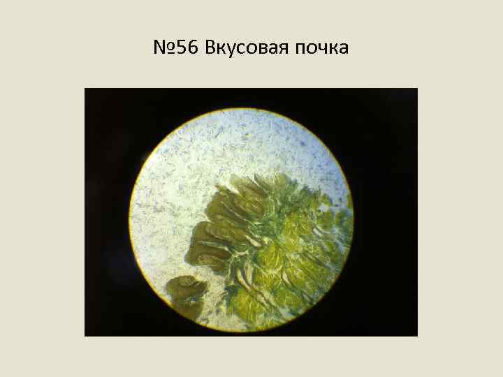 № 56 Вкусовая почка 