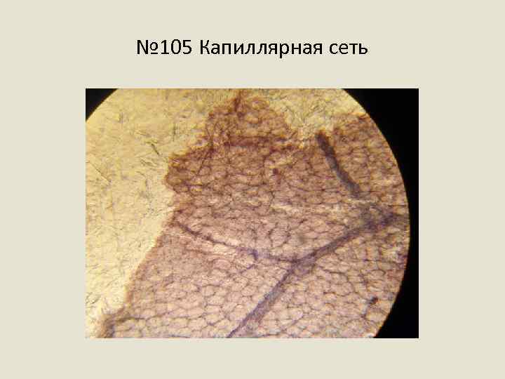 № 105 Капиллярная сеть 
