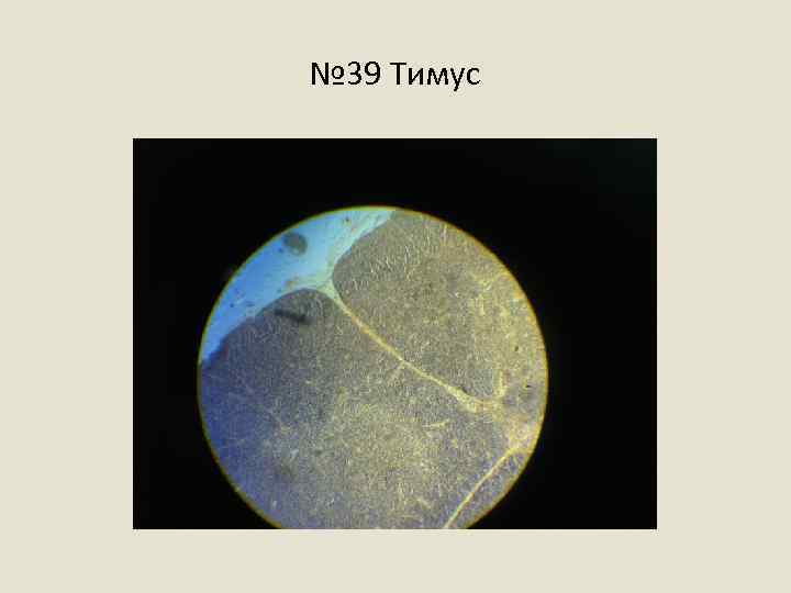 № 39 Тимус 