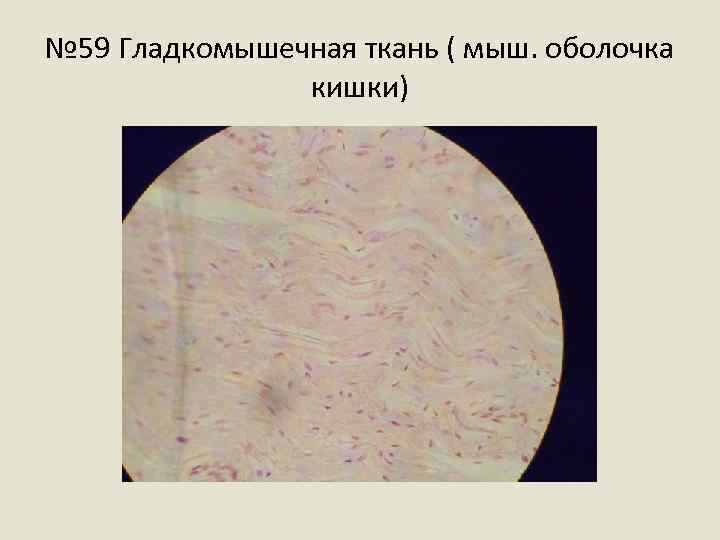 № 59 Гладкомышечная ткань ( мыш. оболочка кишки) 