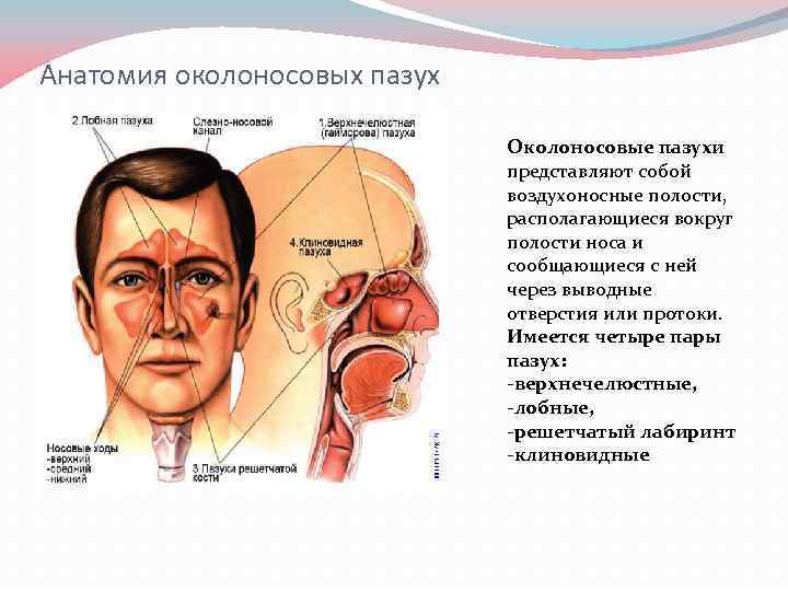 Анатомия околоносовых пазух Околоносовые пазухи представляют собой воздухоносные полости, располагающиеся вокруг полости носа и