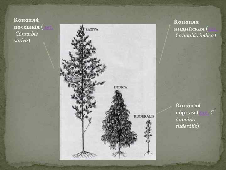 Конопля посевна я (лат. Cánnabis satíva) Конопля индийская (лат. Cannabis indica) Конопля со рная