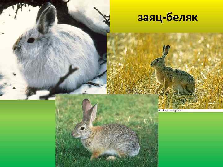 заяц-беляк 