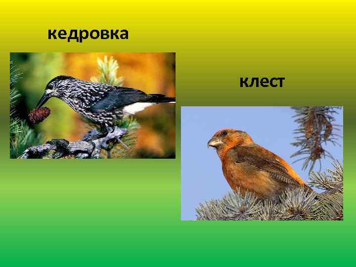 кедровка клест 