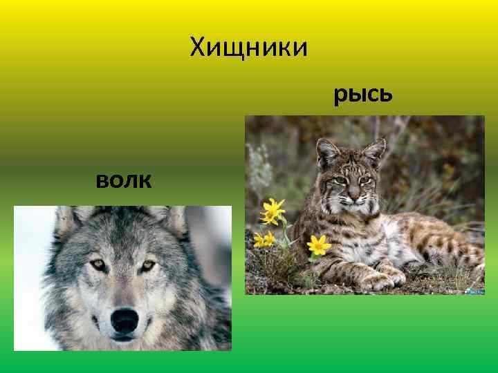 Хищники рысь волк 