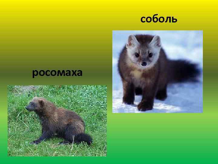 соболь росомаха 