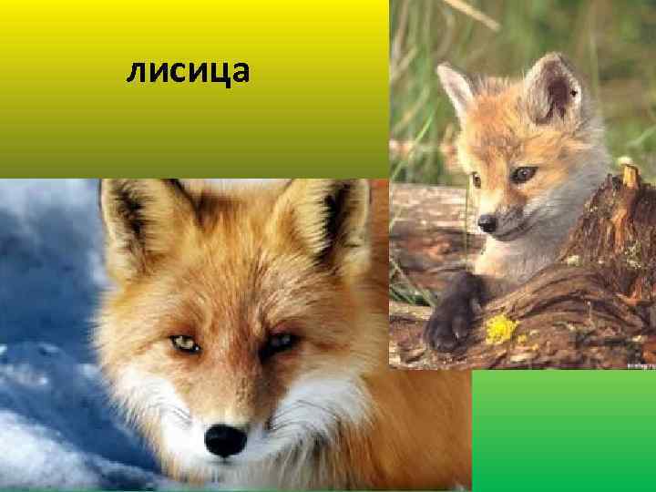 лисица 
