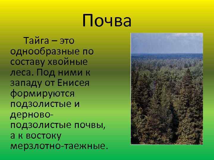 Тайга природная зона 4 класс. Почвы тайги. Тайга хвойные леса почвы. Зона хвойных лесов почва. Почва тайги 4 класс окружающий мир.