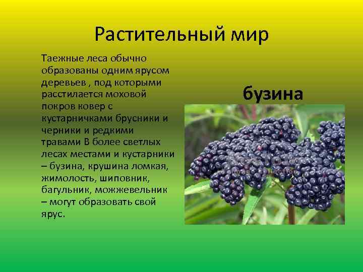 Растительный мир Таежные леса обычно образованы одним ярусом деревьев , под которыми расстилается моховой
