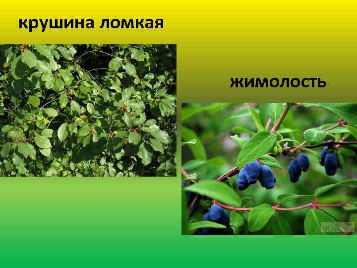 крушина ломкая жимолость 