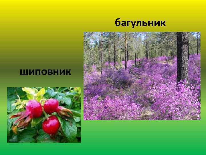 багульник шиповник 