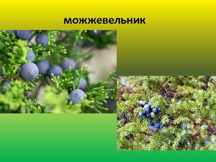 можжевельник 