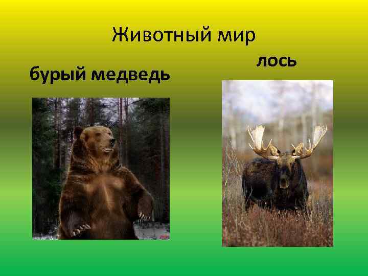 Животный мир бурый медведь лось 
