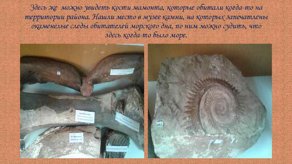 Здесь же можно увидеть кости мамонта, которые обитали когда-то на территории района. Нашли место