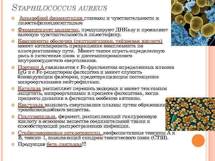 STAPHILOCOCCUS AUREUS Анаэробной ферментация глюкозы и чувствительности к лизостафинэндопептидазе Ферментирует маннитол, продуцируют ДНКазy и