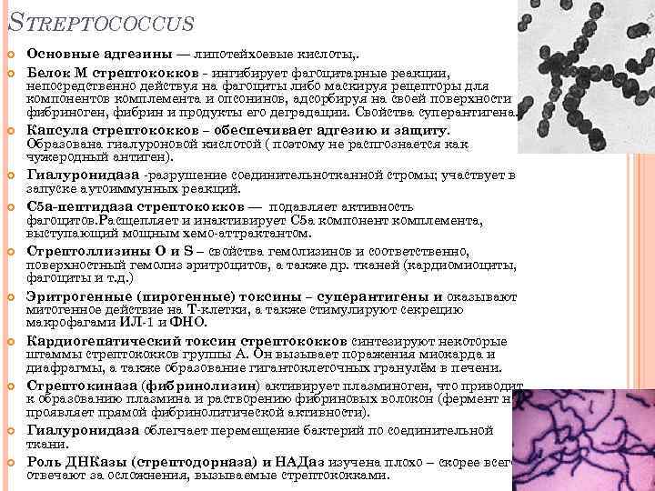 STREPTOCOCCUS Основные адгезины — липотейхоевые кислоты, . Белок М стрептококков - ингибирует фагоцитарные реакции,