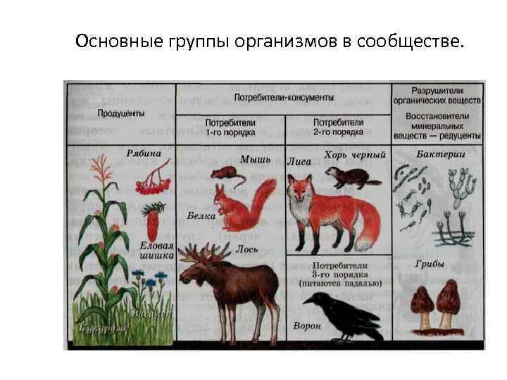 Основные группы организмов в сообществе. 