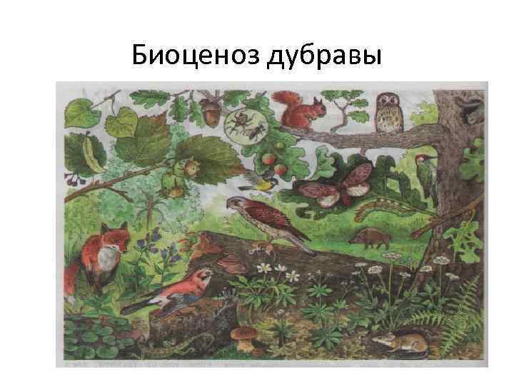 Биоценоз дубравы 