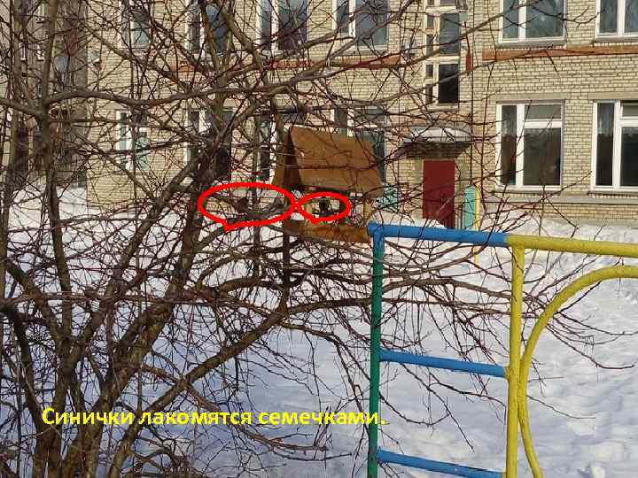 Синички лакомятся семечками. 
