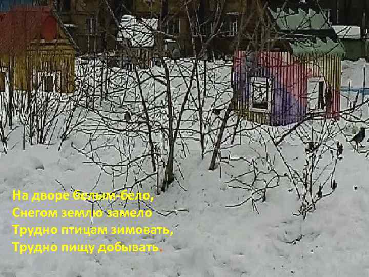 На дворе белым-бело, Снегом землю замело Трудно птицам зимовать, Трудно пищу добывать. 