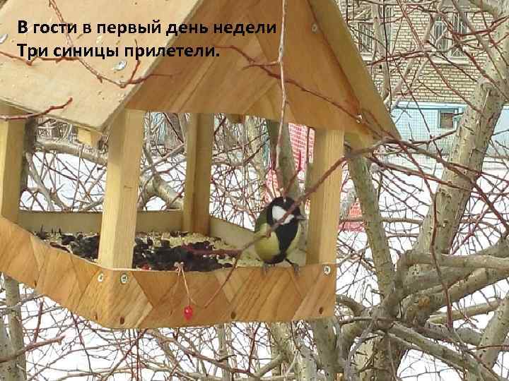 В гости в первый день недели Три синицы прилетели. 