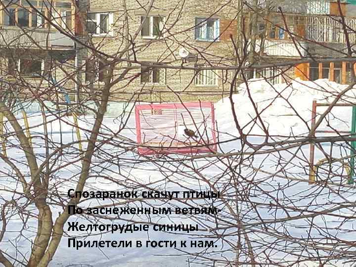 Спозаранок скачут птицы По заснеженным ветвям. Желтогрудые синицы Прилетели в гости к нам. 