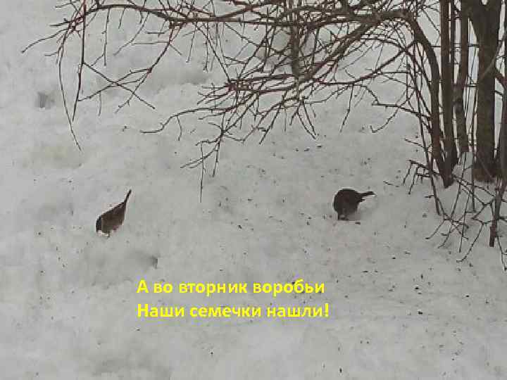 А во вторник воробьи Наши семечки нашли! 