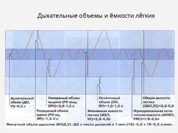 Дыхательные объемы и ёмкости лёгких 