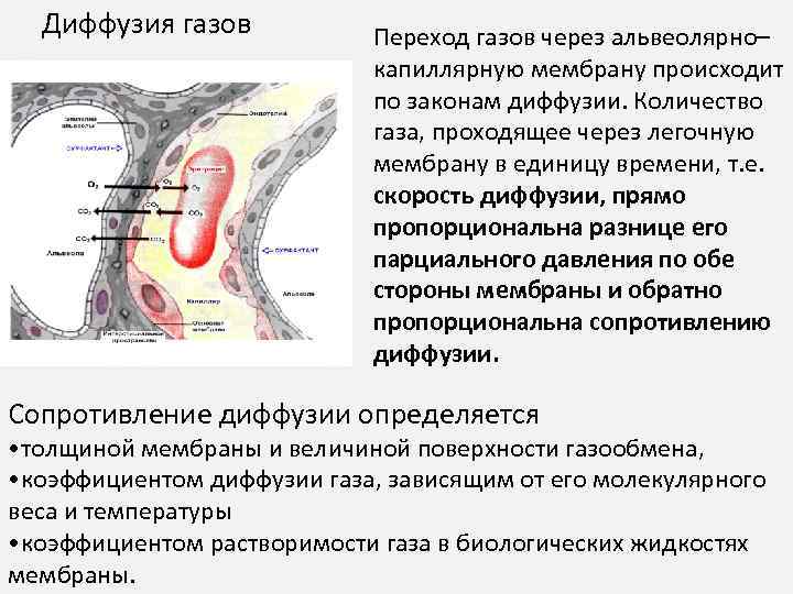 Диффузия газов Переход газов через альвеолярно– капиллярную мембрану происходит по законам диффузии. Количество газа,