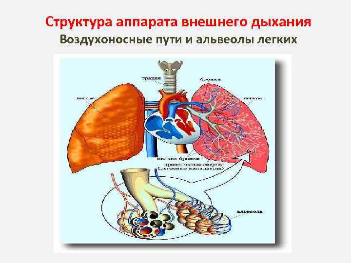 Структура аппарата внешнего дыхания Воздухоносные пути и альвеолы легких 