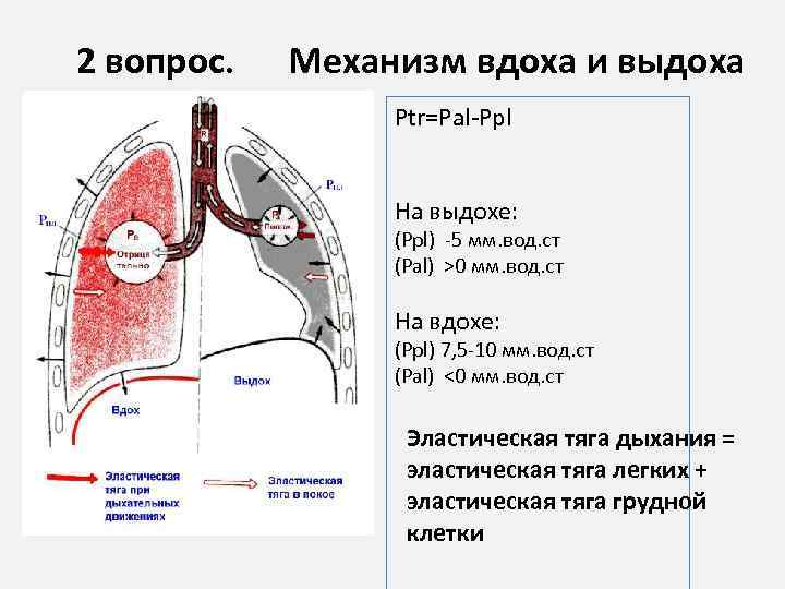 2 вопрос. Механизм вдоха и выдоха Ptr=Pal-Ppl На выдохе: (Рpl) -5 мм. вод. ст