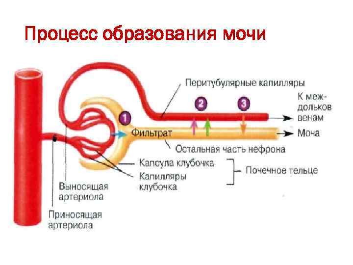 Процесс образования мочи 