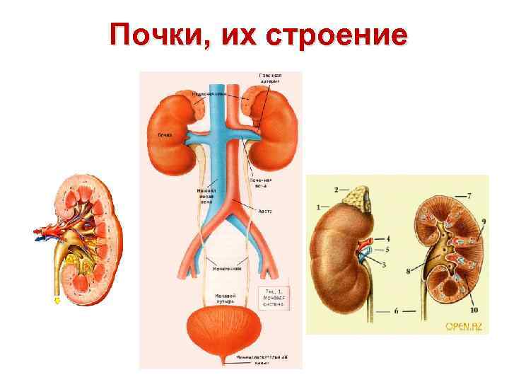 Почки человека картинки расположение