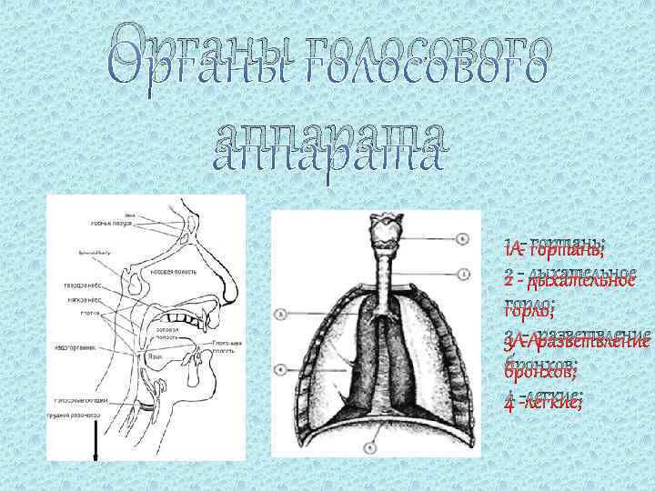 Голосовой аппарат картинка