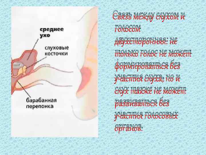  Связь между слухом и голосом двухсторонняя: не только голос не может формироваться без