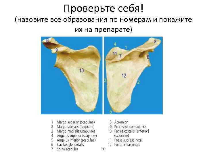 Проверьте себя! (назовите все образования по номерам и покажите их на препарате) * 