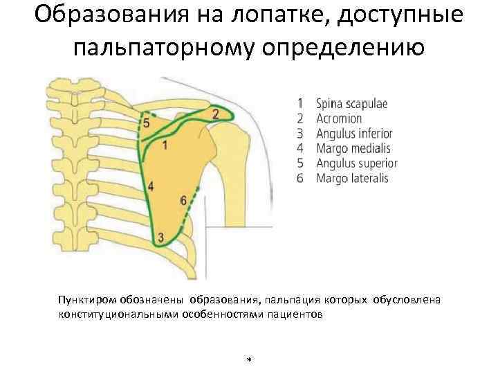 Остистый отросток лопатки. Акромиальный отросток лопатки. Соединение грудины и ключицы. Варианты строение акромиального отростка лопатки. Ключица соединена с лопаткой и грудиной ребрами и грудиной.