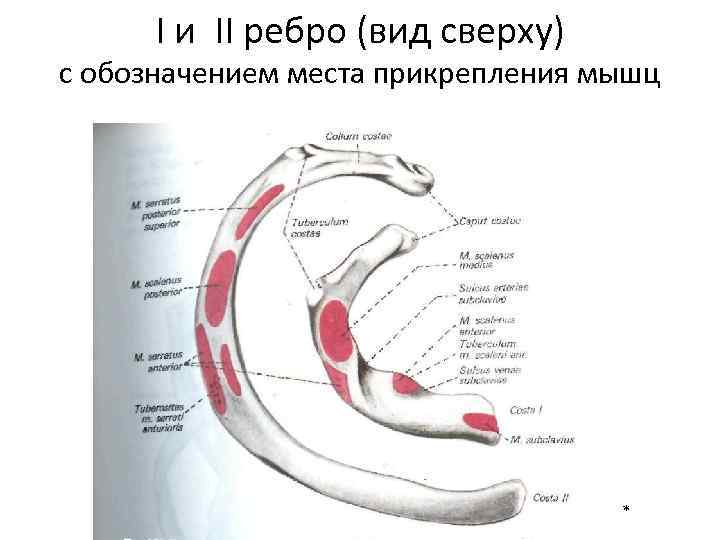 I и II ребро (вид сверху) с обозначением места прикрепления мышц * 