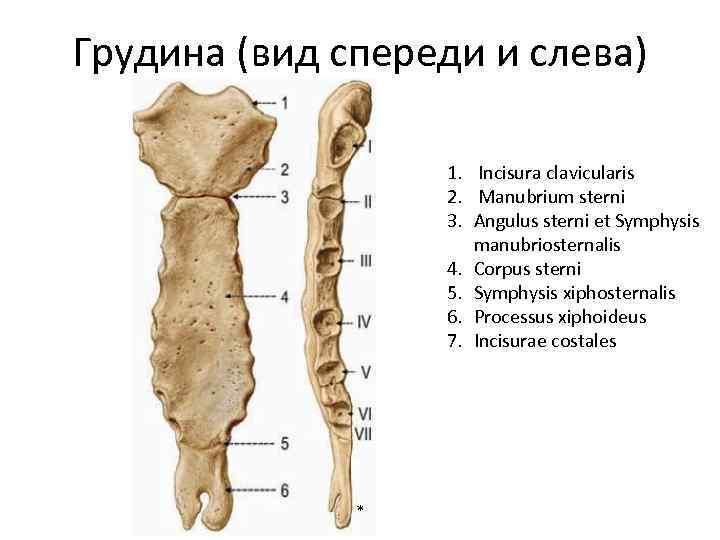 Грудина (вид спереди и слева) 1. Incisura clavicularis 2. Manubrium sterni 3. Angulus sterni